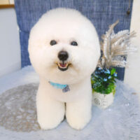 【池下店】2023年5月21日のワンちゃん達♪