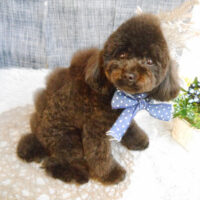 【池下店】2023年522日のワンちゃん達♪