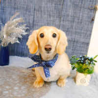 【池下店】2023年5月25日のワンちゃん達♪