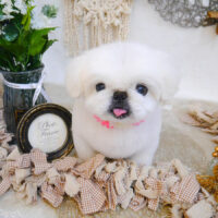 【池下店】2023年5月26日のワンちゃん達♪