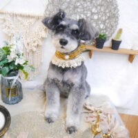 【池下店】2023年5月27日のワンちゃん達♪