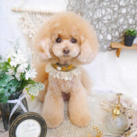 【池下店】2023年5月28日のワンちゃん達♪