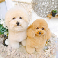 【池下店】2023年5月29日のワンちゃん達♪