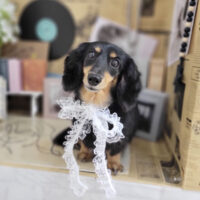 【本店】2023年6月1日のワンちゃん達♪