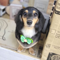 【本店】2023年6月15日のワンちゃん達♪