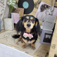 【本店】2023年6月26日のワンちゃん達♪