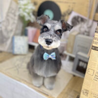 【本店】2023年6月5日のワンちゃん達♪