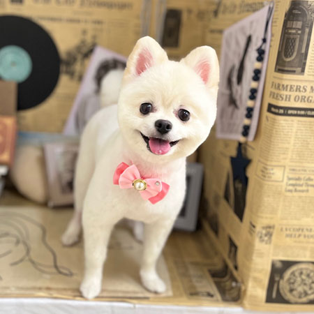 【本店】2023年6月8日のワンちゃん達♪