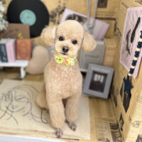 【本店】2023年6月10日のワンちゃん達♪