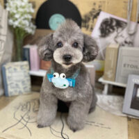 【本店】2023年6月11日のワンちゃん達♪