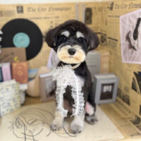 【本店】2023年6月12日のワンちゃん達♪