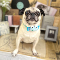 【本店】2023年6月24日のワンちゃん達♪