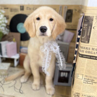 【本店】2023年6月25日のワンちゃん達♪