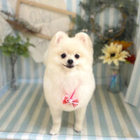 【本店】2023年6月30日のワンちゃん達♪