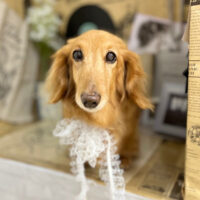 【本店】2023年6月22日のワンちゃん達♪