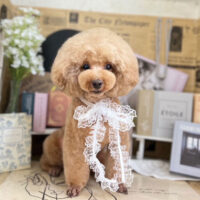 【本店】2023年6月3日のワンちゃん達♪