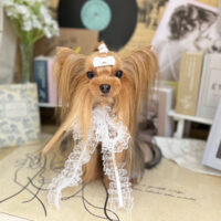 【本店】2023年6月4日のワンちゃん達♪