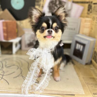 【本店】2023年6月28日のワンちゃん達♪