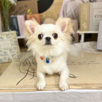 【本店】2023年6月9日のワンちゃん達♪