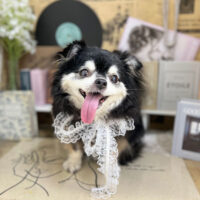 【本店】2023年6月16日のワンちゃん達♪