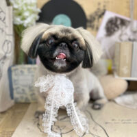 【本店】2023年6月17日のワンちゃん達♪