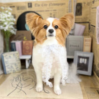 【本店】2023年6月18日のワンちゃん達♪