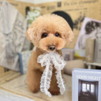 【本店】2023年6月19日のワンちゃん達♪