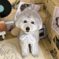 【本店】2023年6月23日のワンちゃん達♪