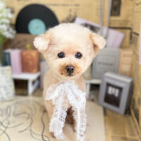 【本店】2023年6月29日のワンちゃん達♪