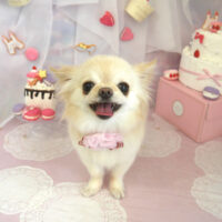 【山手店】2023年6月1日のワンちゃん達♪