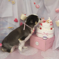 【山手店】2023年6月2日のワンちゃん達♪