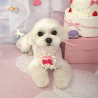 【山手店】2023年6月3日のワンちゃん達♪