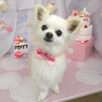 【山手店】2023年6月4日のワンちゃん達♪