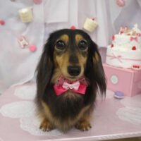 【山手店】2023年6月5日のワンちゃん達♪