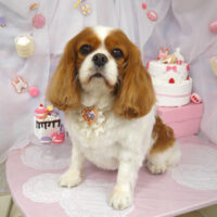 【山手店】2023年6月8日のワンちゃん達♪