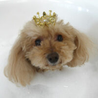 【山手店】2023年6月9日のワンちゃん達♪