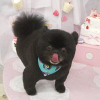 【山手店】2023年6月10日のワンちゃん達♪