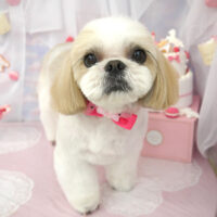 【山手店】2023年6月11日のワンちゃん達♪