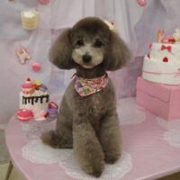 【山手店】2023年6月12日のワンちゃん達♪