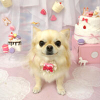 【山手店】2023年6月15日のワンちゃん達♪