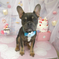 【山手店】2023年6月16日のワンちゃん達♪