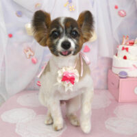 【山手店】2023年6月17日のワンちゃん達♪