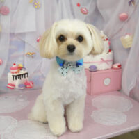 【山手店】2023年6月18日のワンちゃん達♪