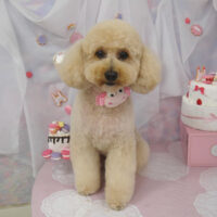 【山手店】2023年6月22日のワンちゃん達♪