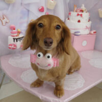 【山手店】2023年6月23日のワンちゃん達♪