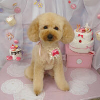 【山手店】2023年6月24日のワンちゃん達♪