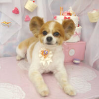 【山手店】2023年6月25日のワンちゃん達♪