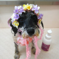 【山手店】2023年6月26日のワンちゃん達♪