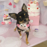 【山手店】2023年6月29日のワンちゃん達♪