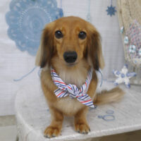 【山手店】2023年6月30日のワンちゃん達♪